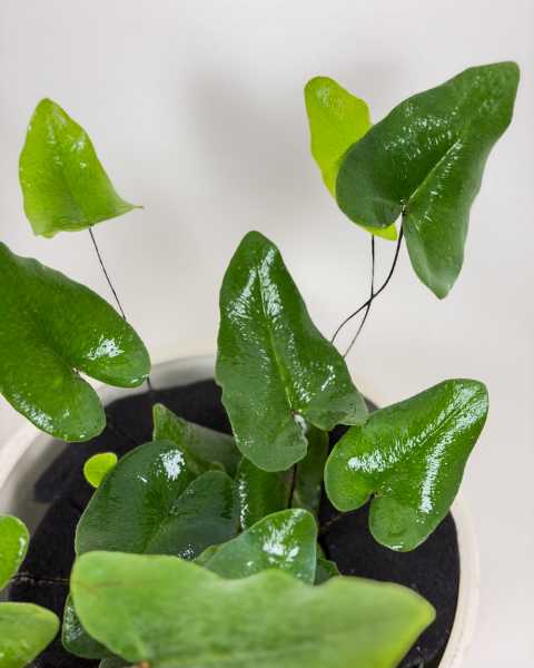Foliage Foliage