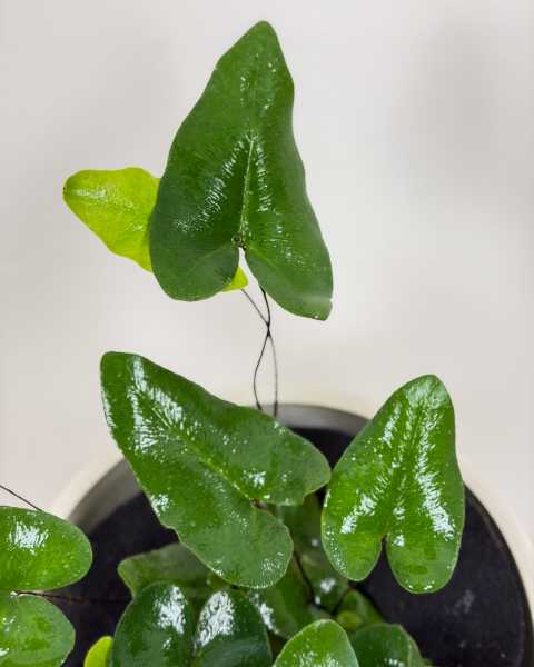 Leaves Leaves