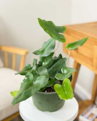 Heart Fern
