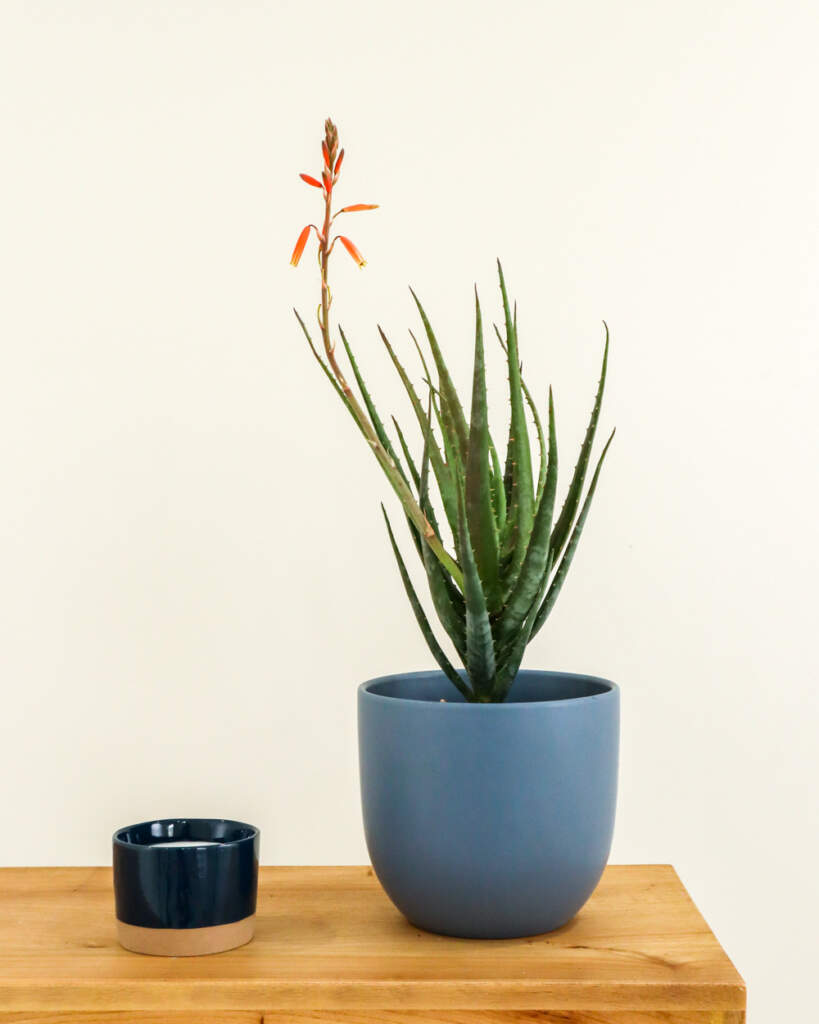 Aloe 'Hedgehog'
