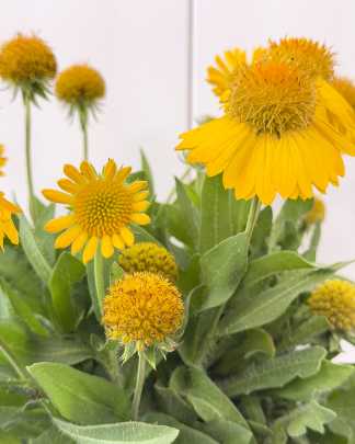Helenium 'Sombrero'