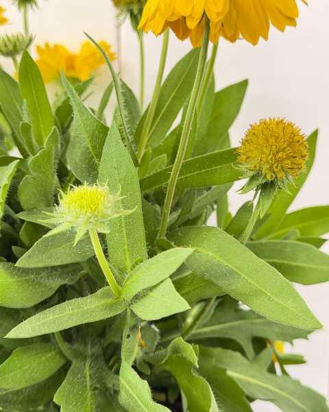 Foliage