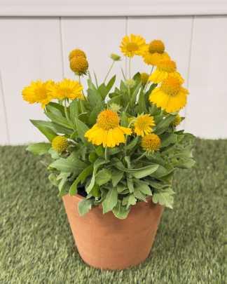 Helenium 'Sombrero' - Medium