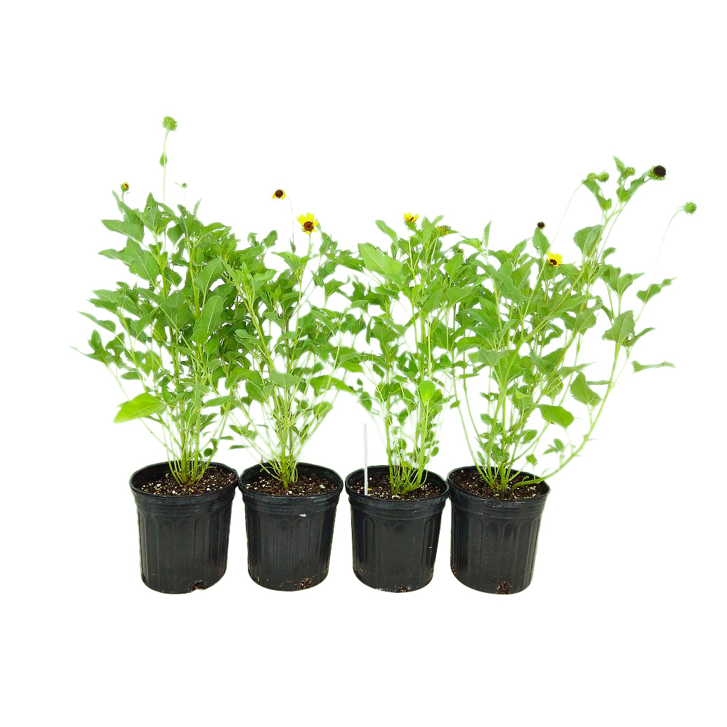 Buy Helianthus debilis, Dune Sunflower, Beach Sunflower Free Shipping