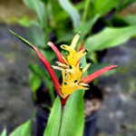 Heliconia Lady Di