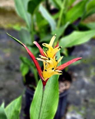 Heliconia Lady Di