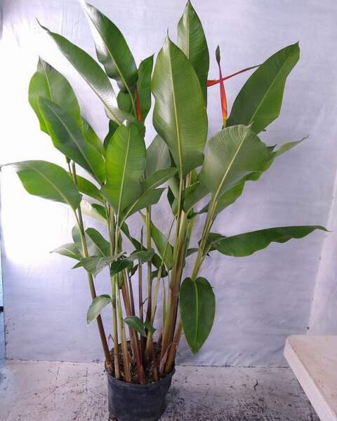 Heliconia Red