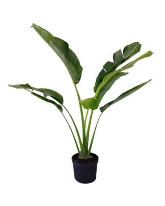 heliconia rostrata xl