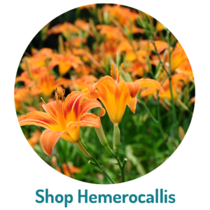 Hemerocallis hemerocallis