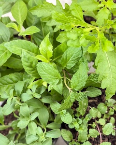 Herbs banner-2 copy