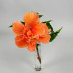 Hibiscus Double Peach