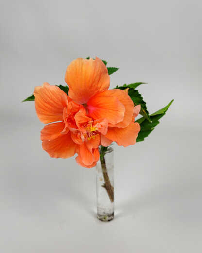 Hibiscus 'Double Peach'