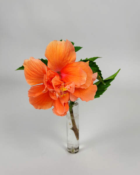 Hibiscus 'Double Peach'