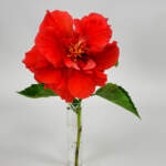 Hibiscus Double Red