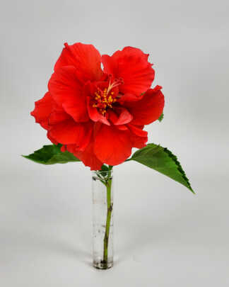 Hibiscus Double Red