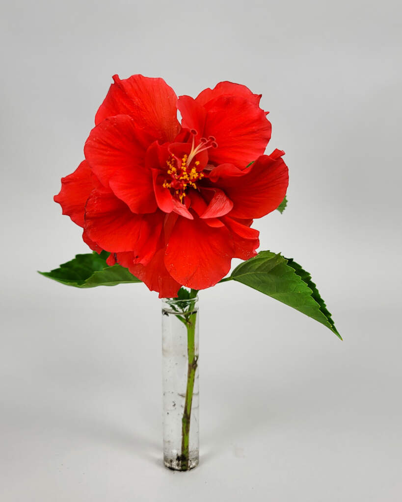 Tropical Hibiscus 'Double Red'