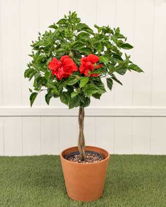 Tropical Hibiscus 'Double Red' - Large, Braided