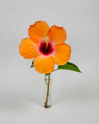Hibiscus Peach