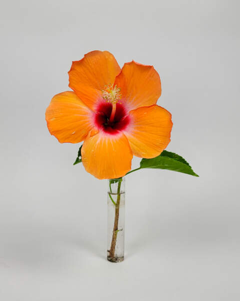 Hibiscus 'Peach'