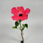 Hibiscus 'Pink'