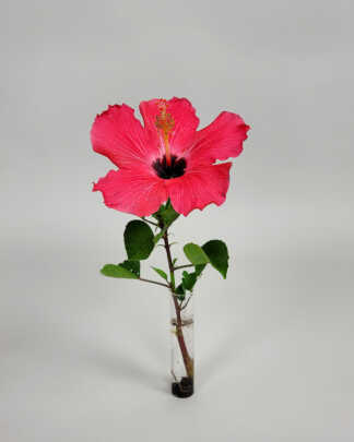Hibiscus 'Pink'