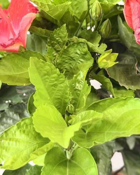 Foliage