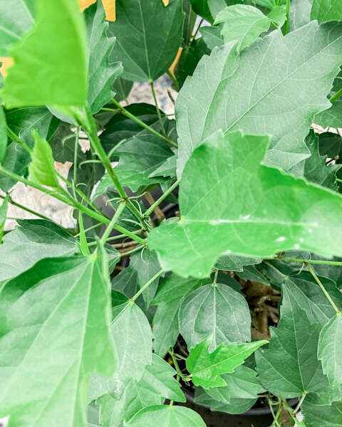 Foliage Foliage