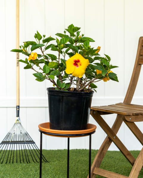 Large Bush Large Bush