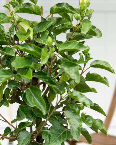 Foliage Foliage