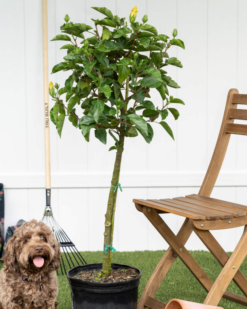 hibiscus tree