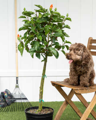 hibiscus tree orange