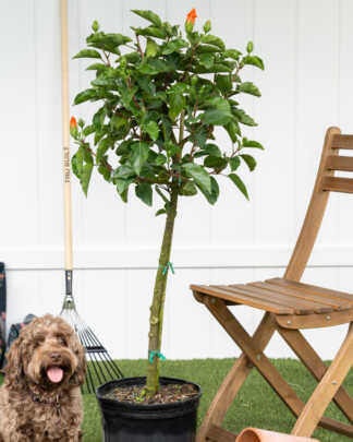 hibiscus tree orange