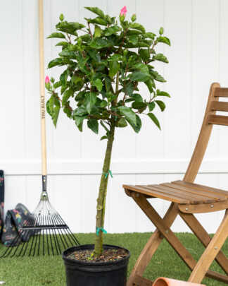 hibiscus tree pink