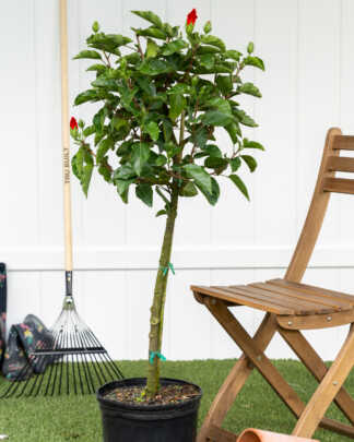 hibiscus tree red
