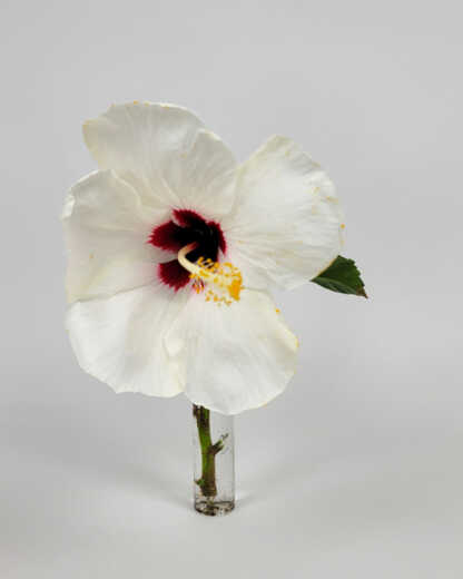 Hibiscus 'White'