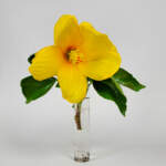 Hibiscus Yellow