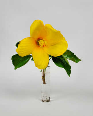 Hibiscus Yellow