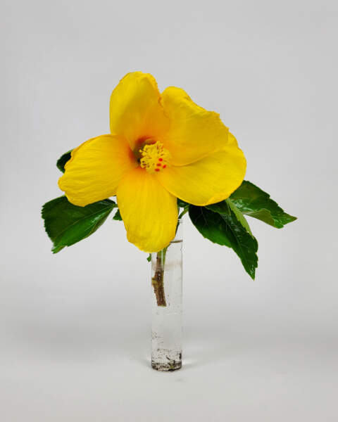 Hibiscus 'Yellow'