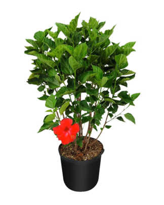 hibiscus president red large bush