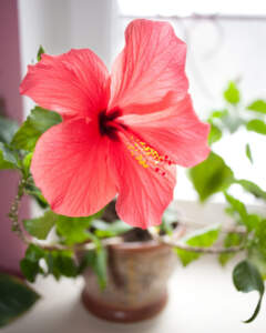 Hibiscus