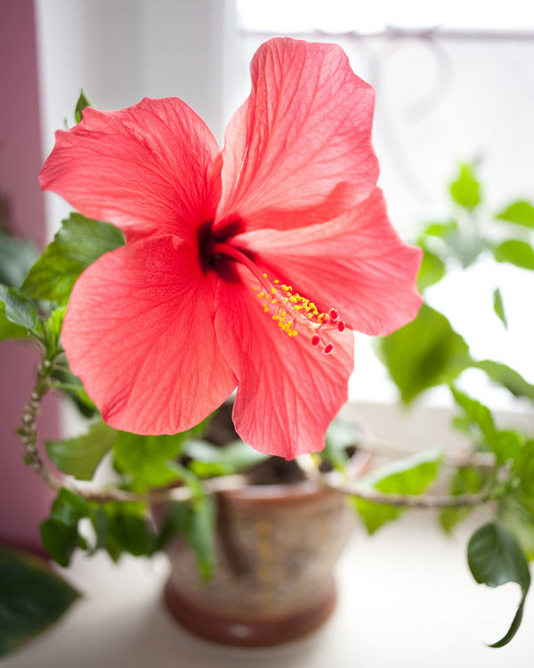 Overwintering Your Plants PlantVine