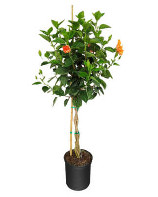 hibiscus rosa sinensis double orange braided large