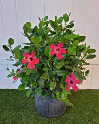 Pink Hibiscus