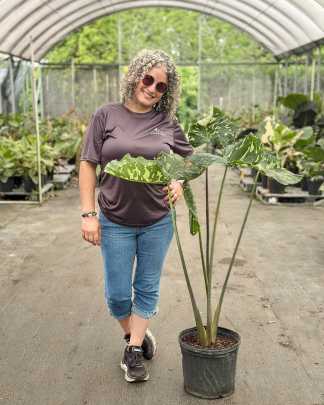 Alocasia 'Hilo Beauty' - PlantVine Picks