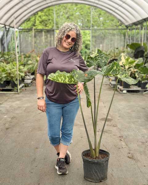 PlantVine Picks