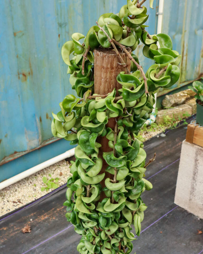 Hindu Rope Hoya, Hoya Carnosa ‘Compacta’ | PlantVine