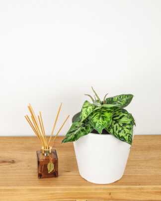 Homalomena Camouflage