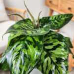 Homalomena Camouflage