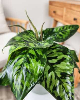 Homalomena Camouflage