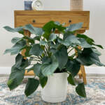 homalomena emerald gem